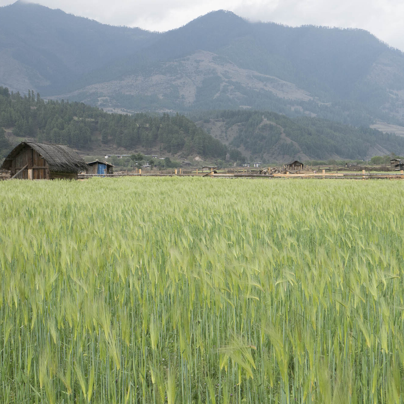 Agricultural fields in rural Bhutan