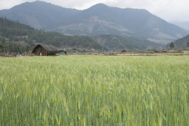 Agricultural fields in rural Bhutan