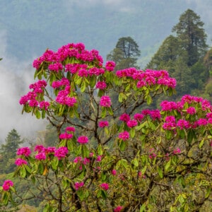 Beautiful pink flower in Bhutan landscape