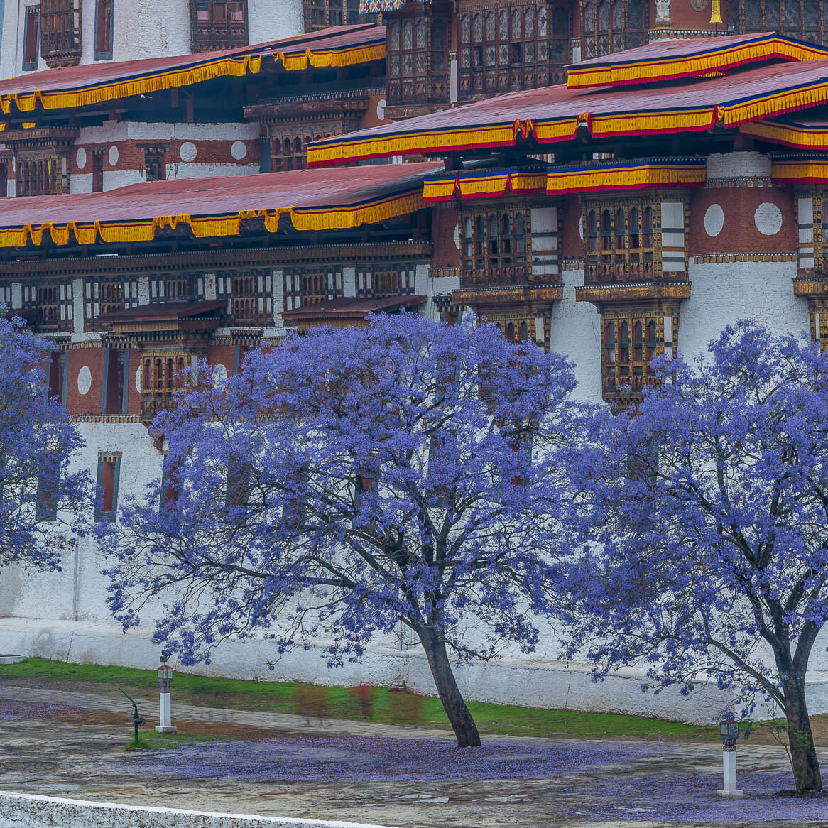 Bhutan trees and beautiful architecture